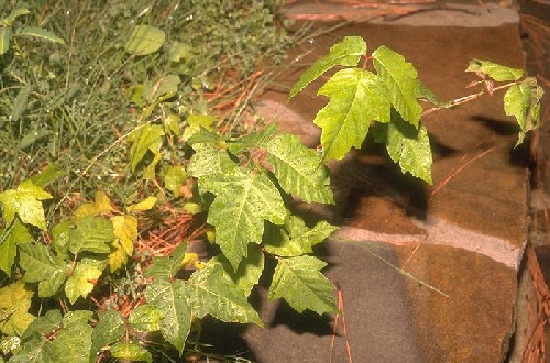 Poison Ivy Plant (Example 2) poison ivy rash on face. Poison Ivy Plant (Example 2)