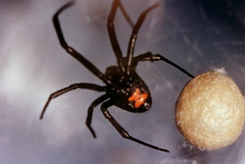 black widow spider bite pictures. Black Widow Spider