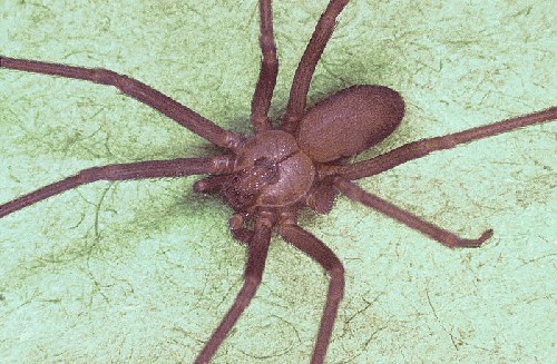 brown recluse spider bite pictures. Brown Recluse Spider